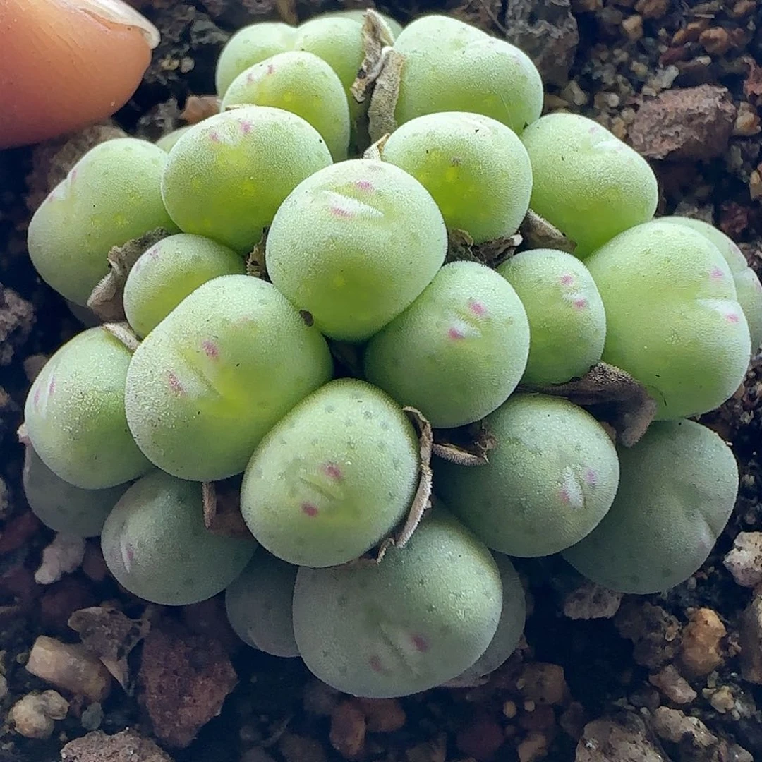 给****?脱土28包邮30623