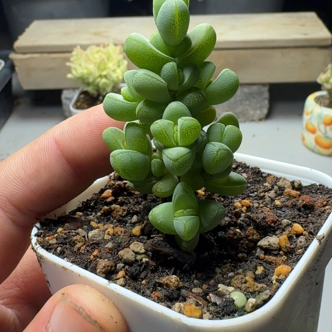 元宝 枝干番杏。