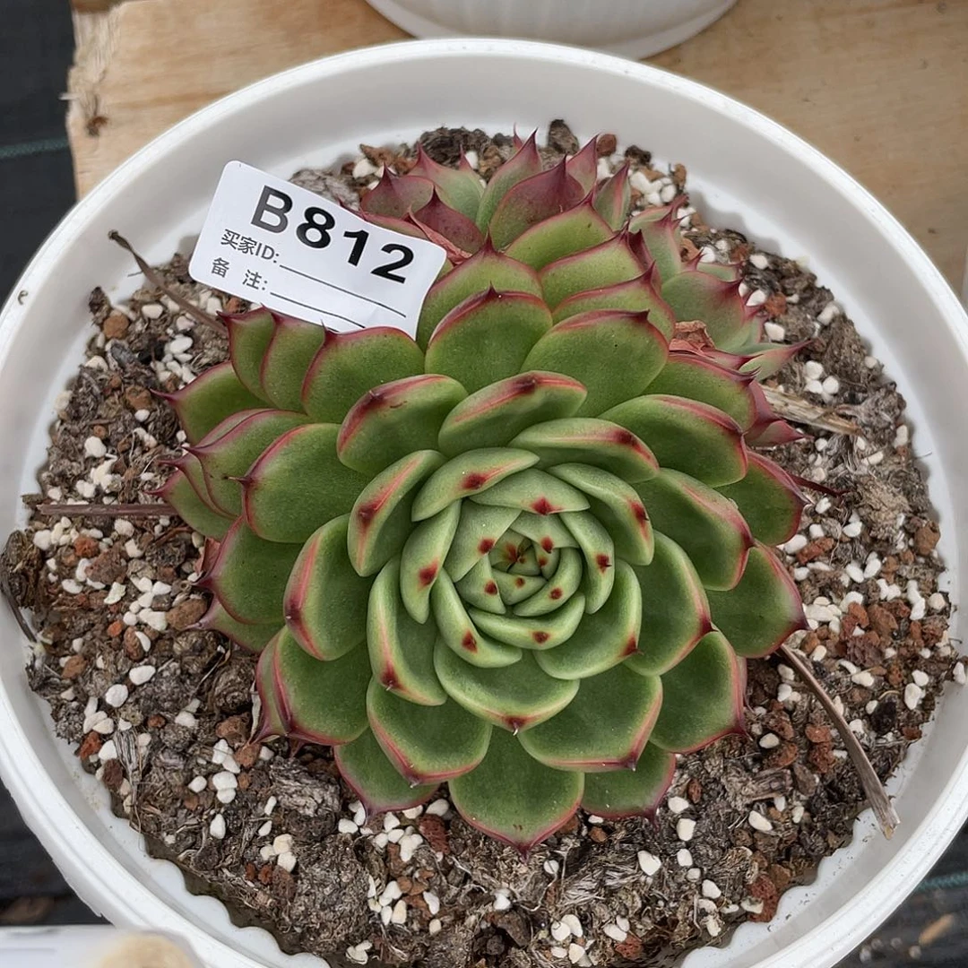 若如东云单拍B812