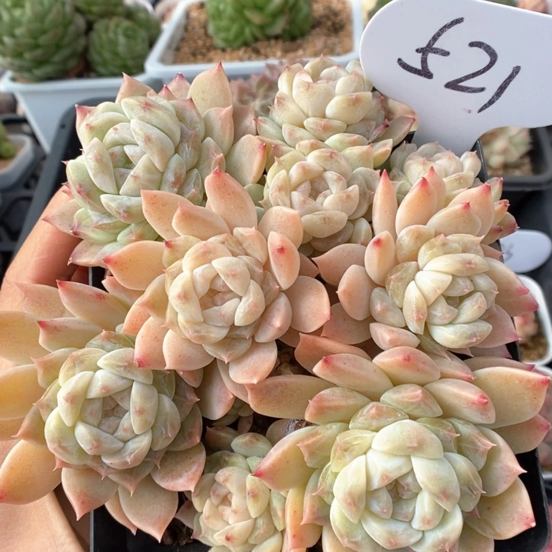 糖心冰魄十头521号