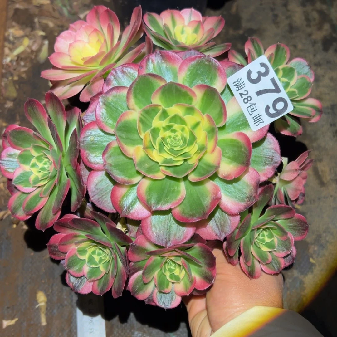 多肉植物379海仙的