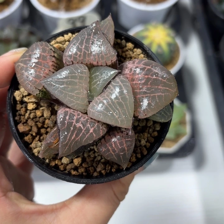 粉玻璃黑盘多肉植物