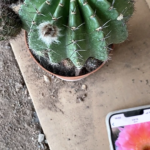 山脉仙人球，6公分左右