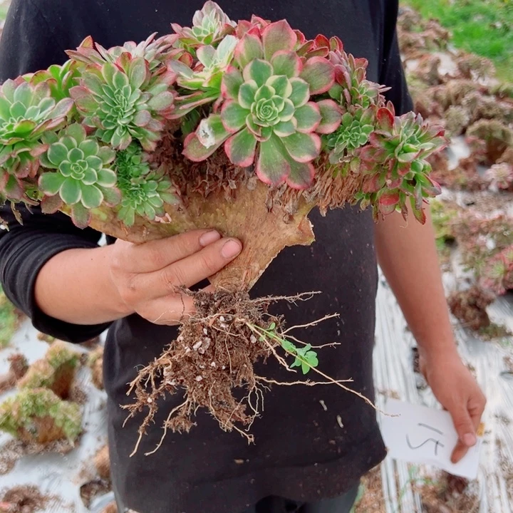 海王醉话15号多肉法师