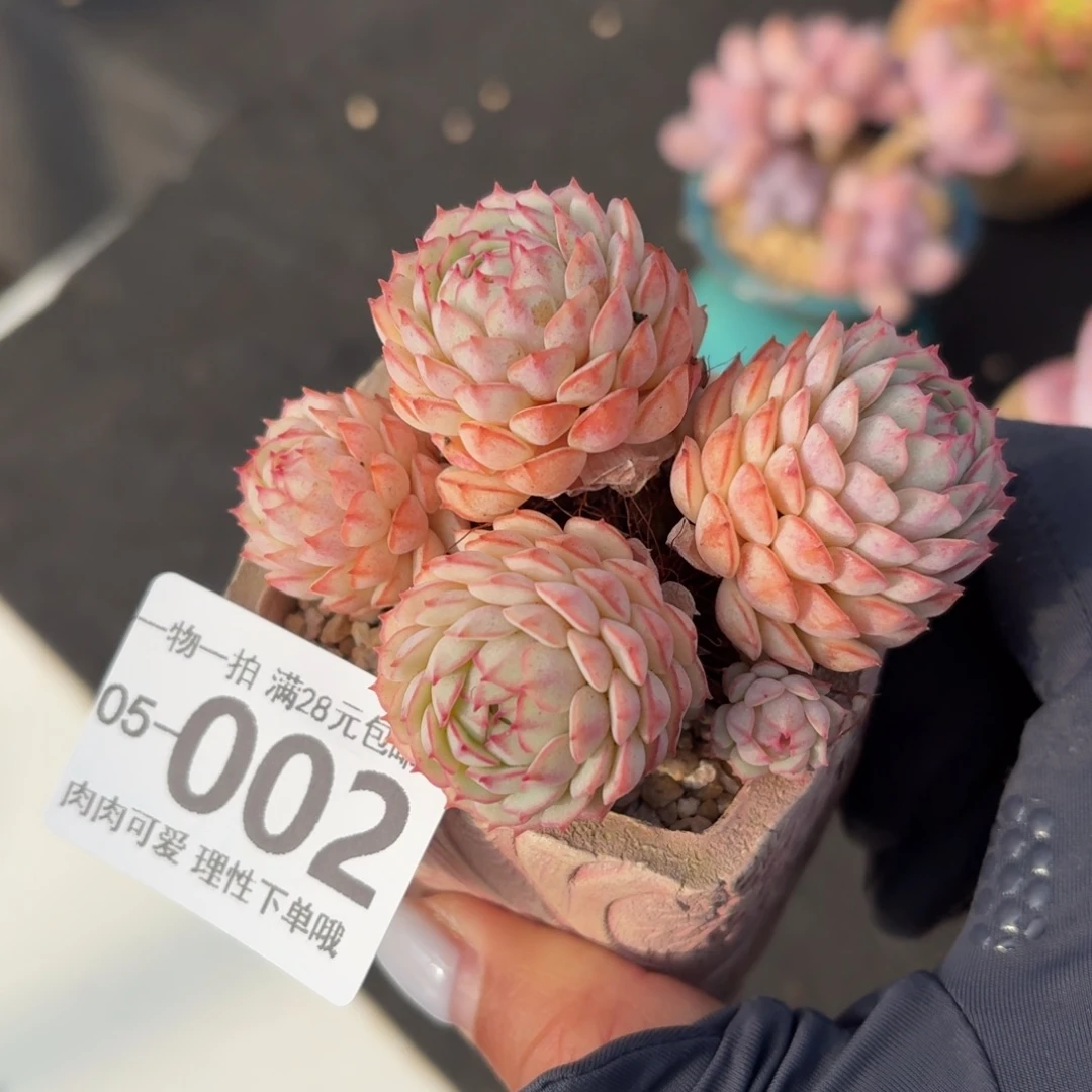 小红船无盆土发货发货