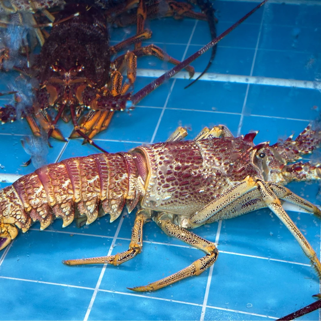 鲜活奥龙【老笨海鲜】到家保鲜不保活