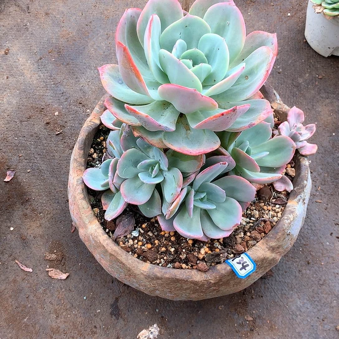 934凤一物一拍多肉