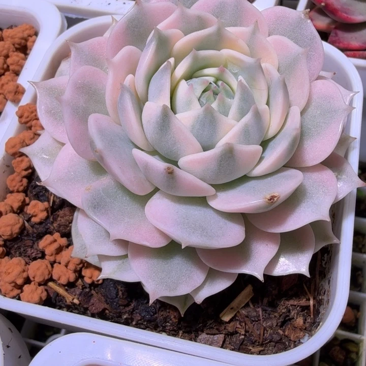 露娜莲锦多肉植物