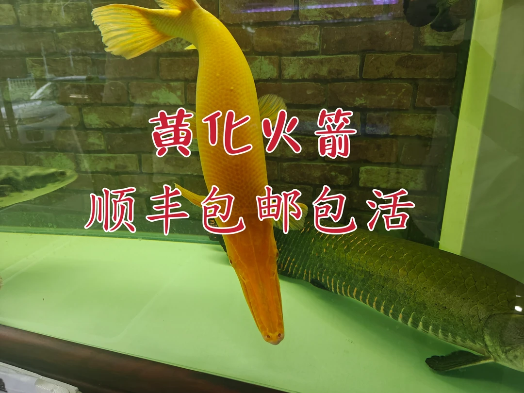 黄化招财猫鱼活体大型底层红尾鲶观赏鱼可混养
