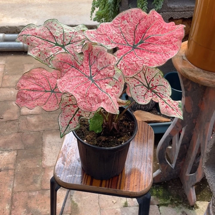 无花朵红酒飞溅彩叶芋