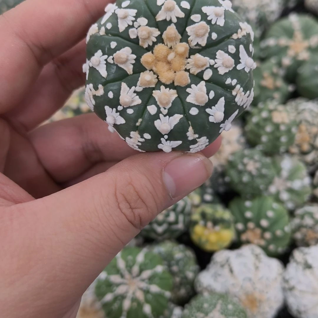 连线小碎花满V琉璃兜兜