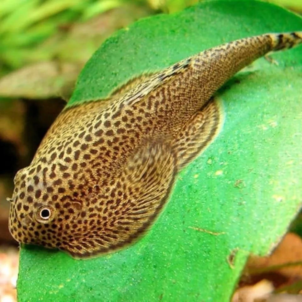 桂林山区溪流贵爬吸鳅爬岩鳅清道夫除藻清洁缸壁清洁工具鱼观赏鱼