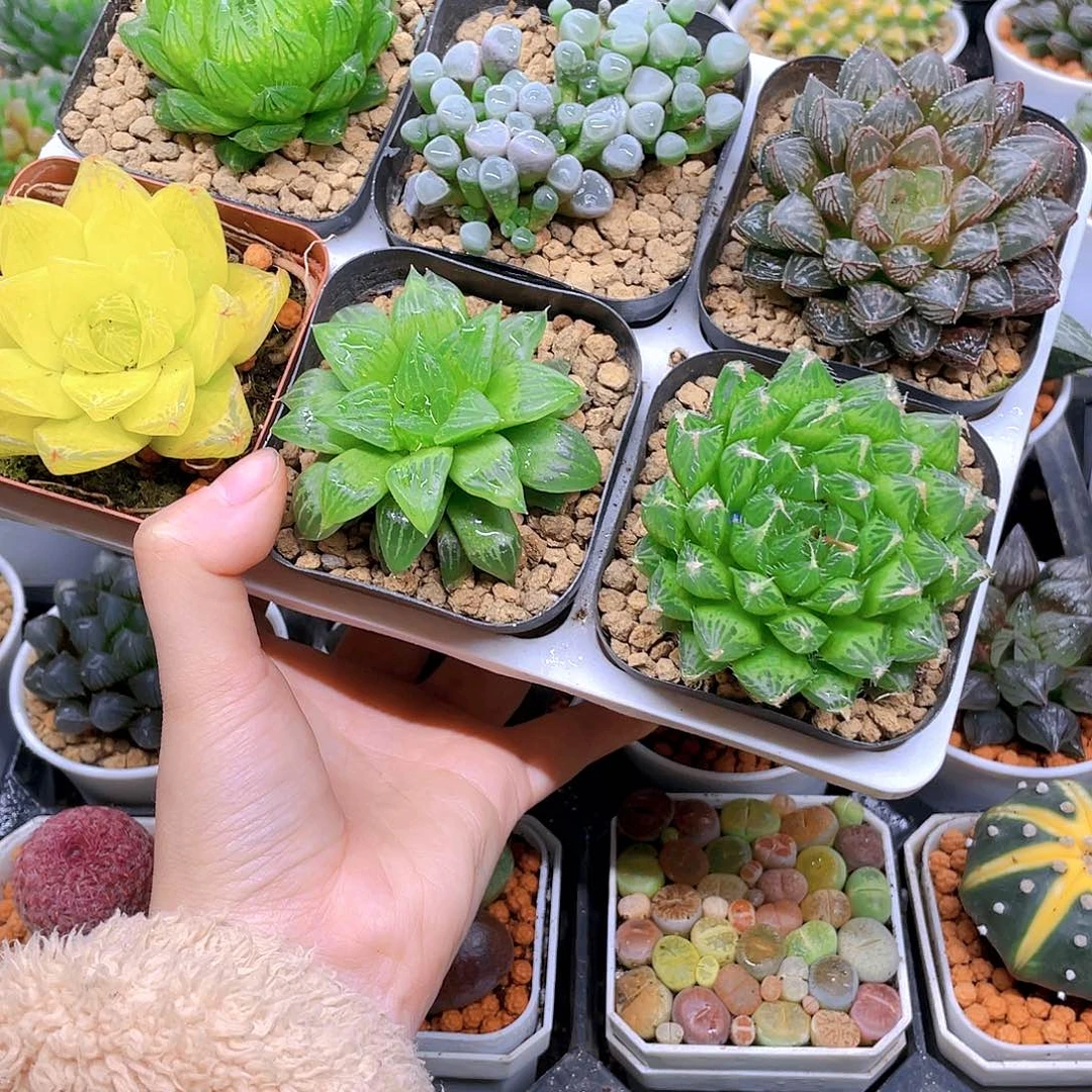 玉露六件套多肉，原盆