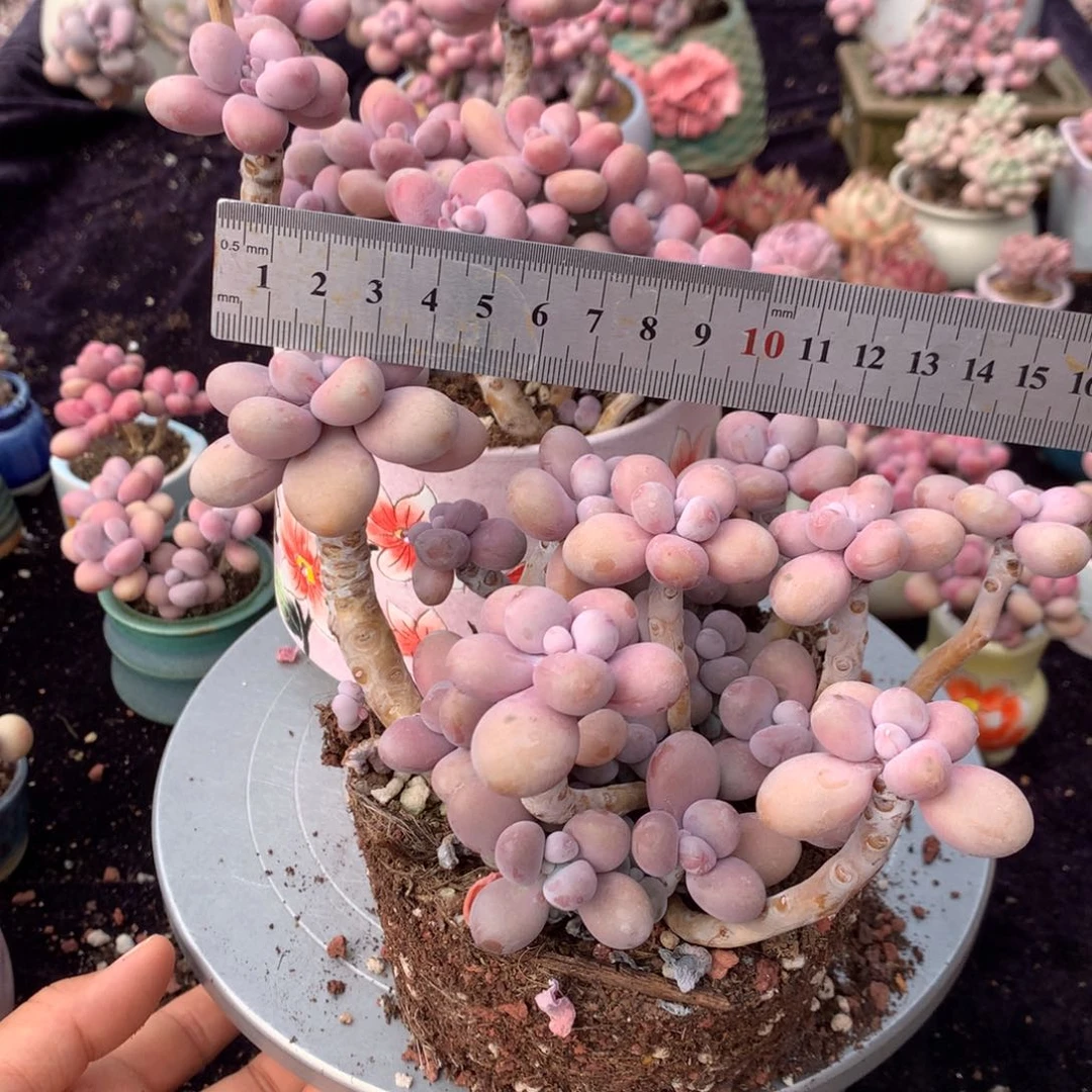 孙*40号不带盆偏远的不包邮的