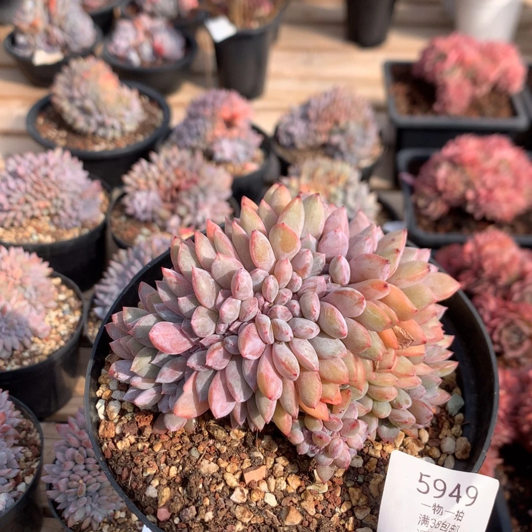 12厘米盘龙底切石榴籽缀5949