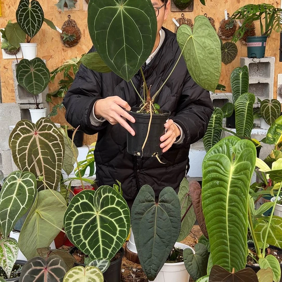 完全开放老桩花烛