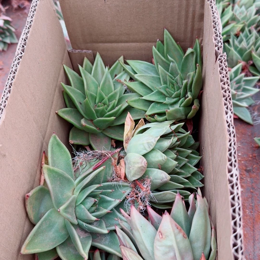 24-5东云一箱子量拍五号箱子发货