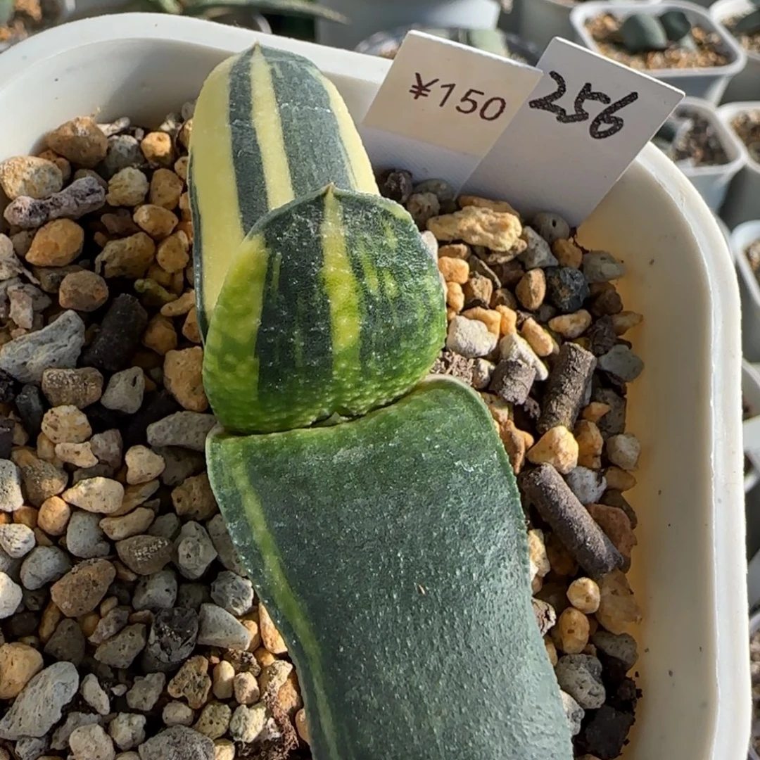 256脱土发 鲨鱼掌转锦