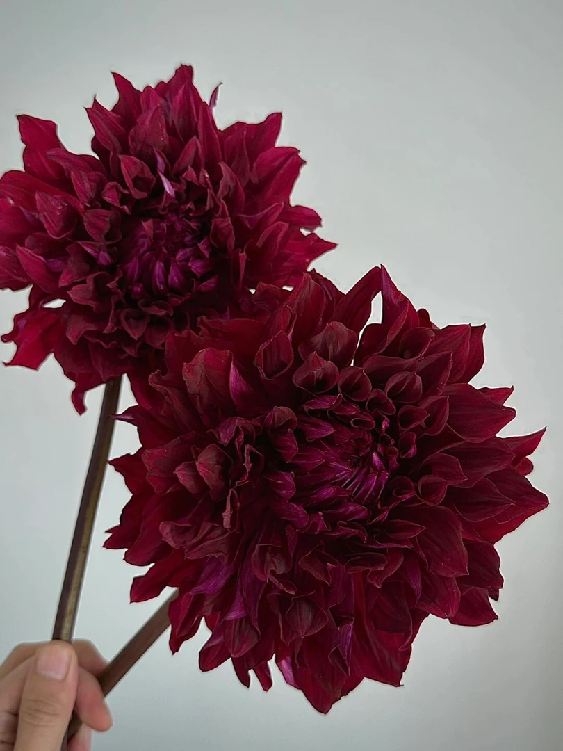 【左罗】大花型进口大丽花盆栽庭院种植送肥料