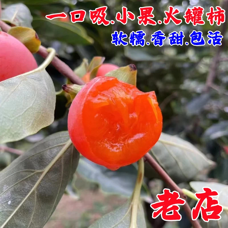 临潼火罐柿子苗树一口吸火晶小蜜柿树苗盆栽地栽柿树南方北方种植