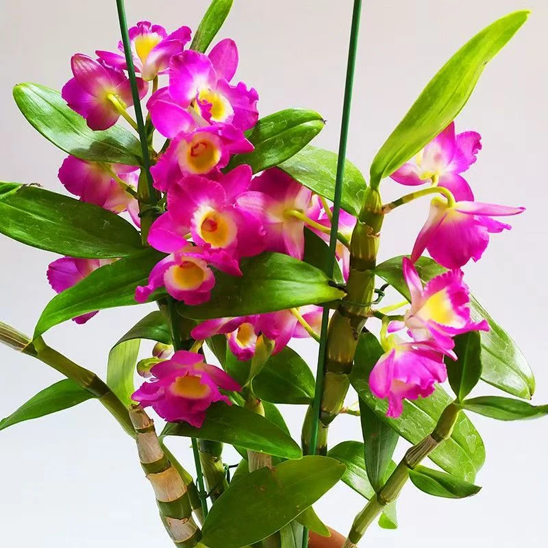 大号【牡丹春石斛兰】盆栽带花苞爆花机器花期长好养易活