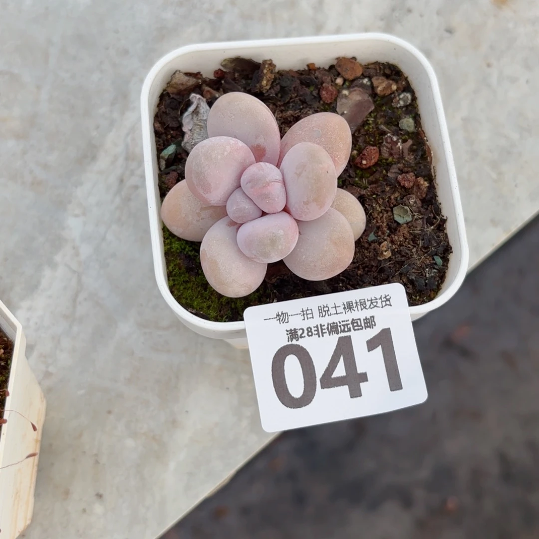 奶酪单头无盆土发货