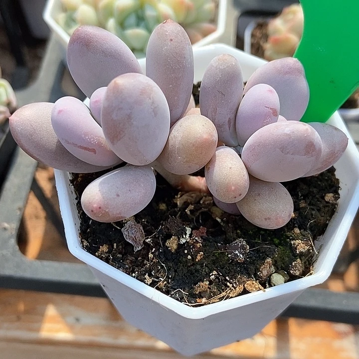 多肉植物奶酪822