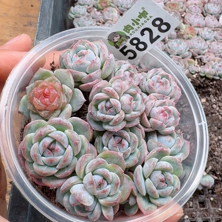多肉植物多肉植物