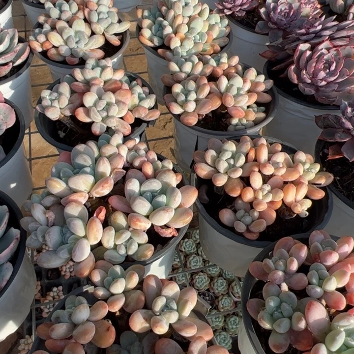 新疆包邮 香玉群