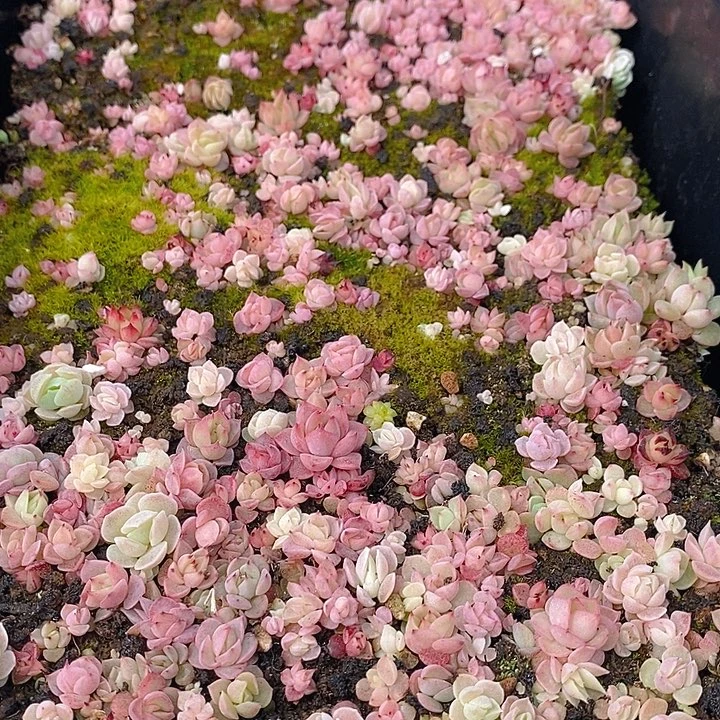 171 多肉植物盆栽花卉植物