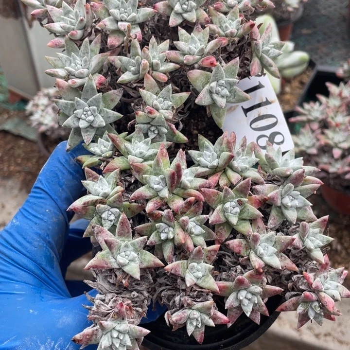 108号白菊2颗多肉植物