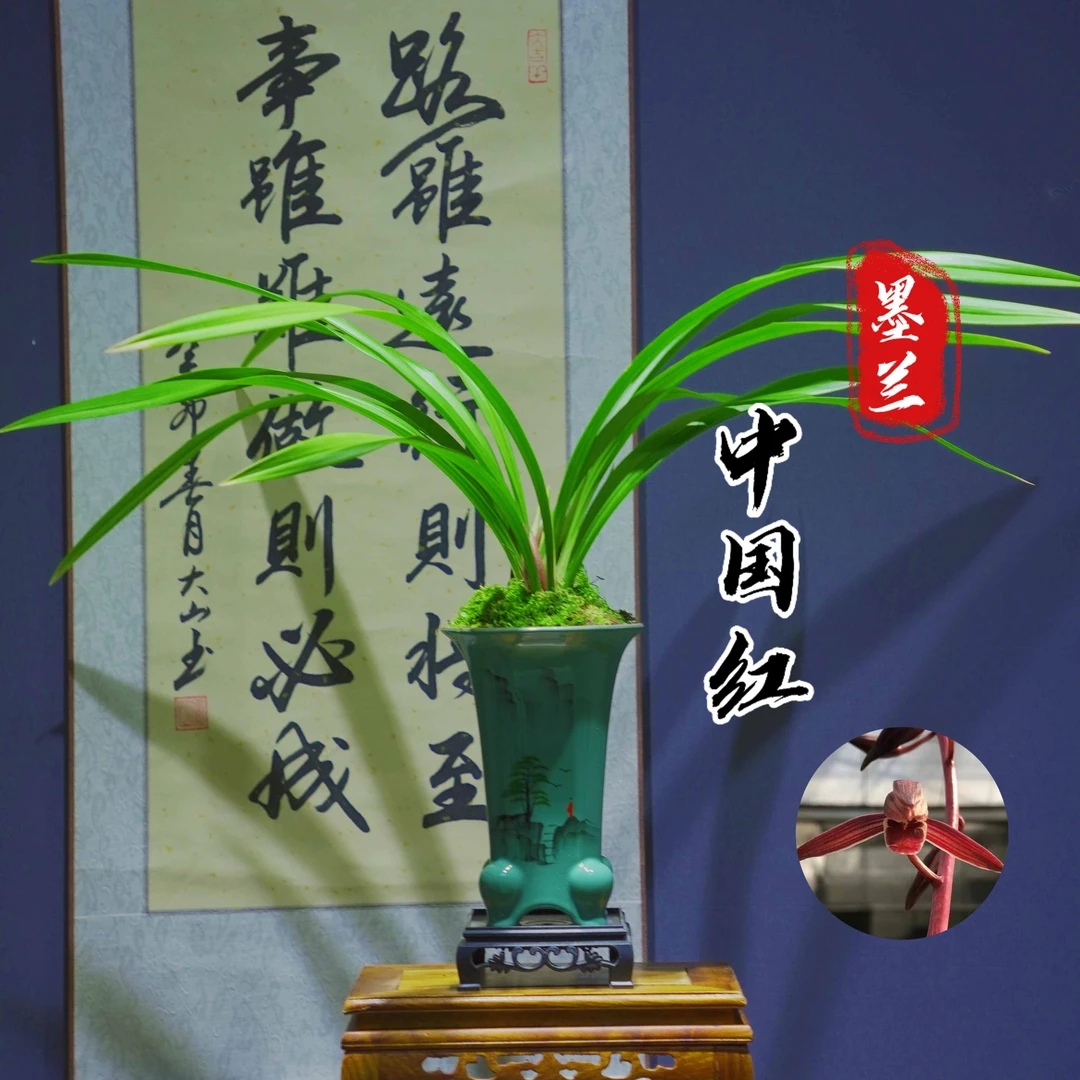 墨兰铭品[中国红 ]带李白陶瓷盆种好适合新手好养易活开花浓香