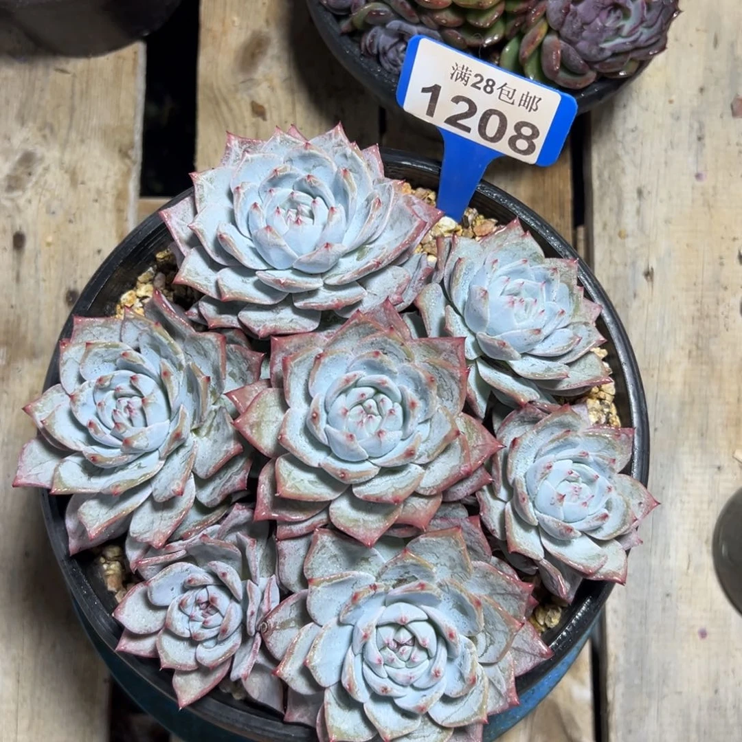 1208粉蓝鸟，冠服19，缺水