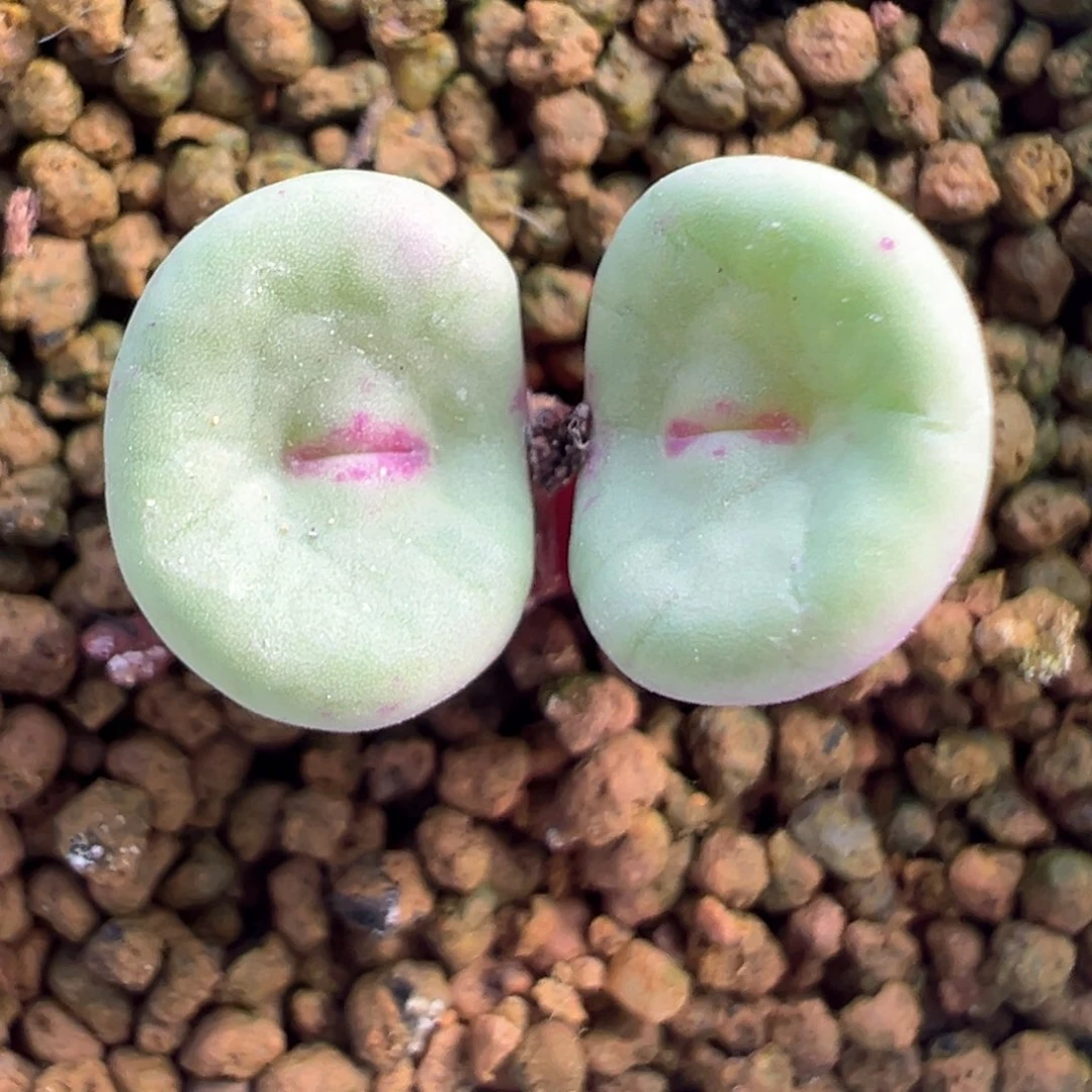 445号se产地嘴。