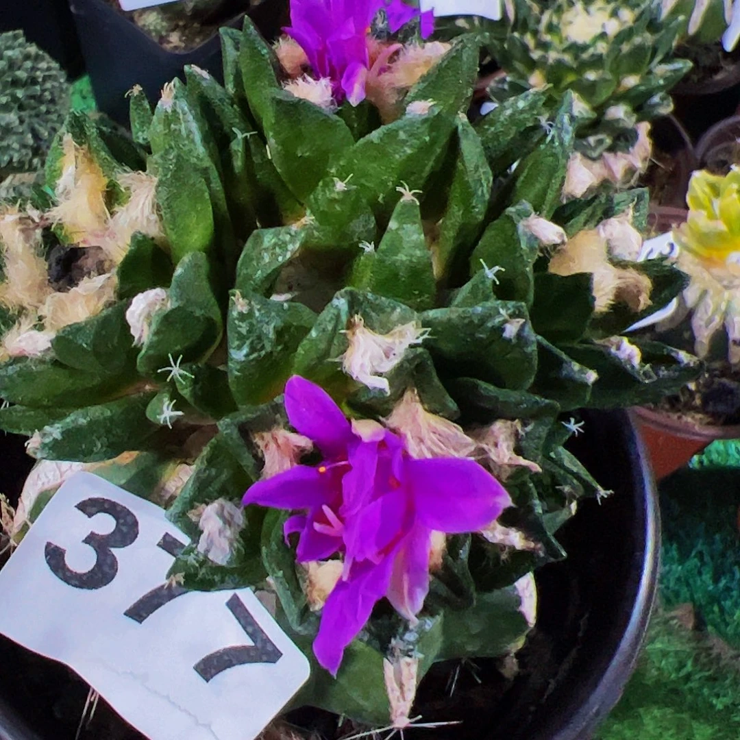 无花朵勃氏牡丹群377