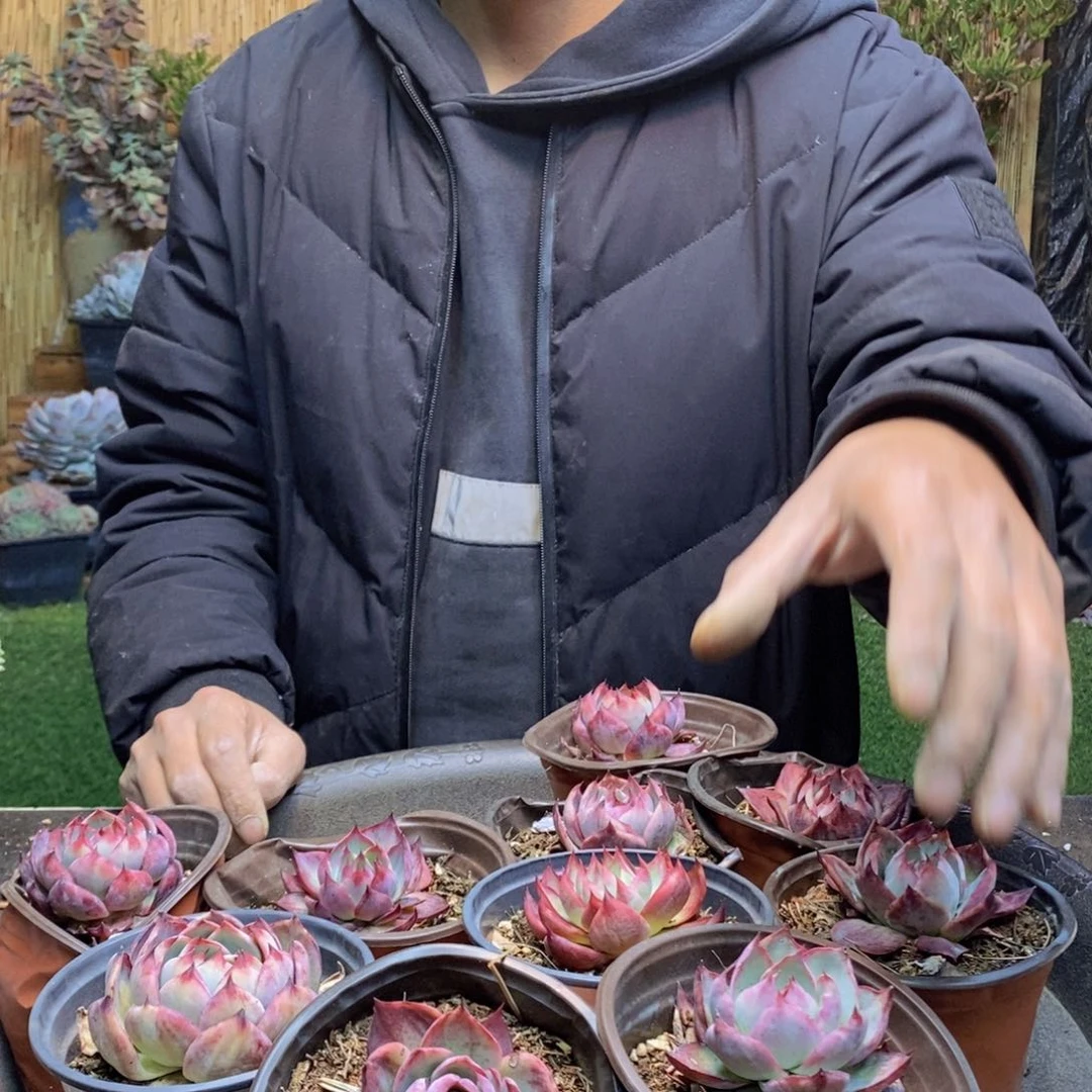 花*儿61 号惊鸿仙子