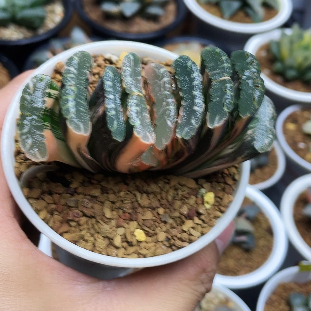 赤霞珠玉扇锦十二卷多肉