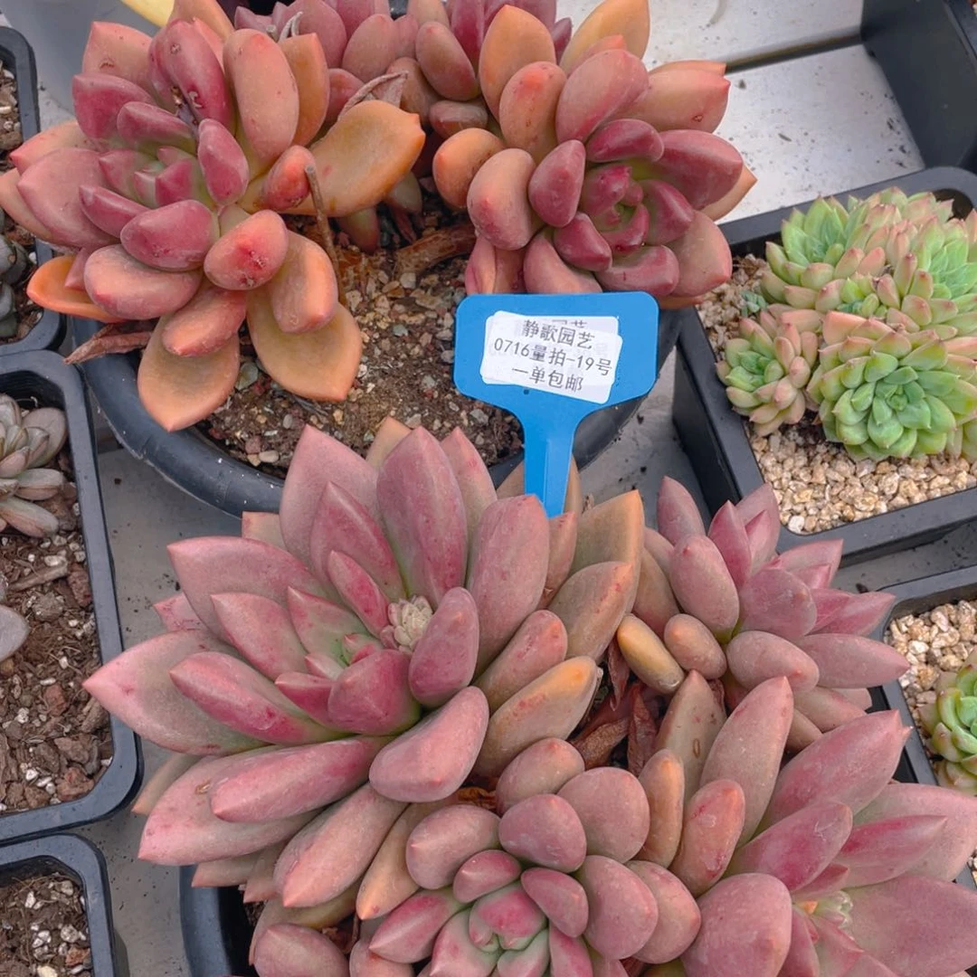 0716-19-母本大群桃花一颗