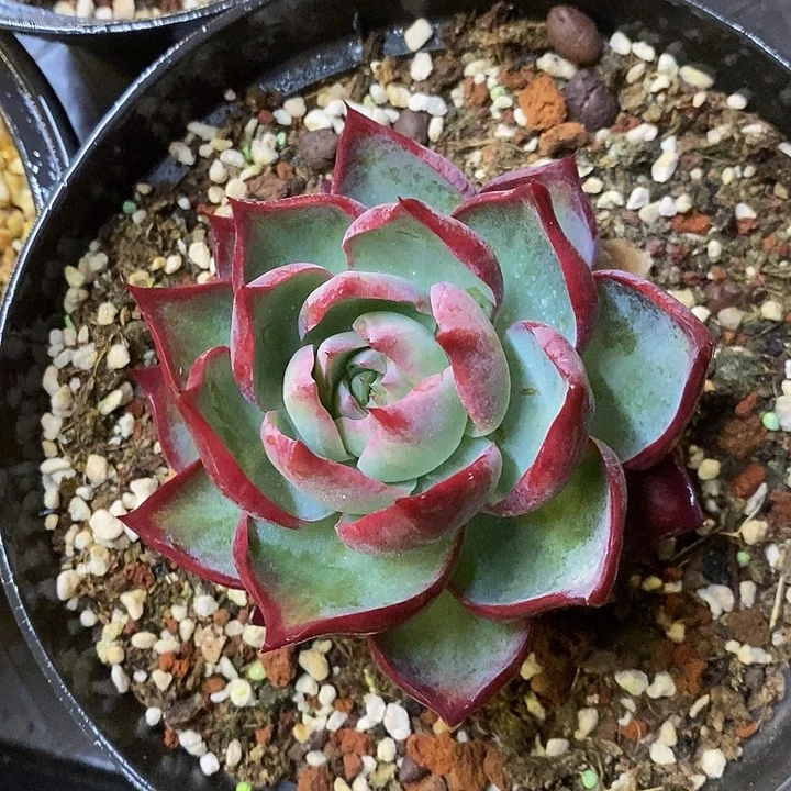 大惊鸿仙子