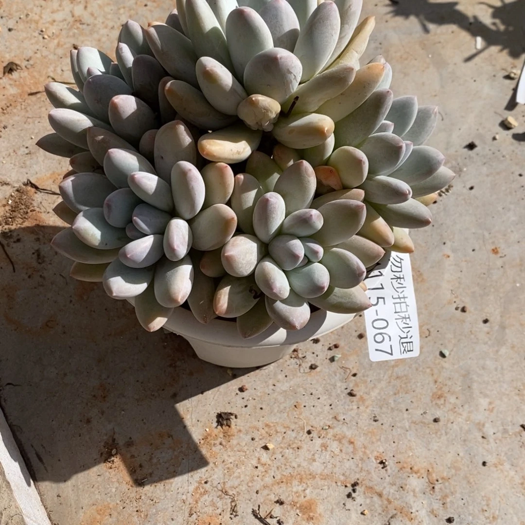 两单包邮1115-67香锁