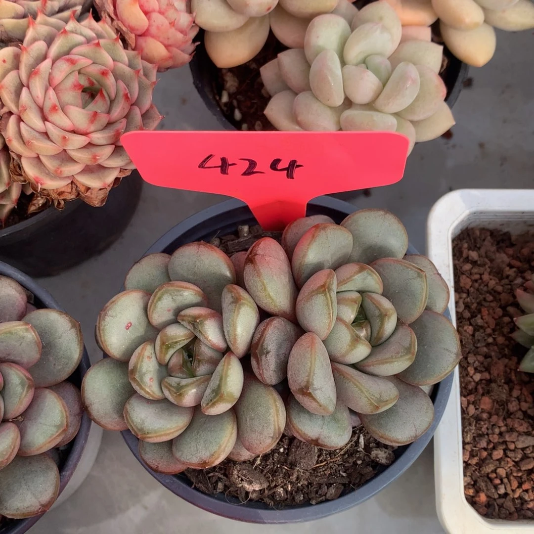 胖体葡萄7272727272828