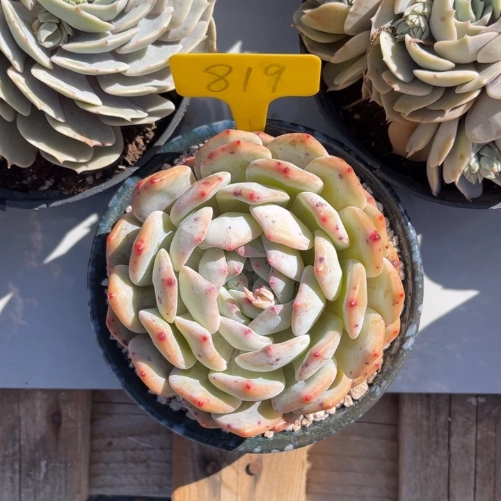 橙梦露多肉植物819