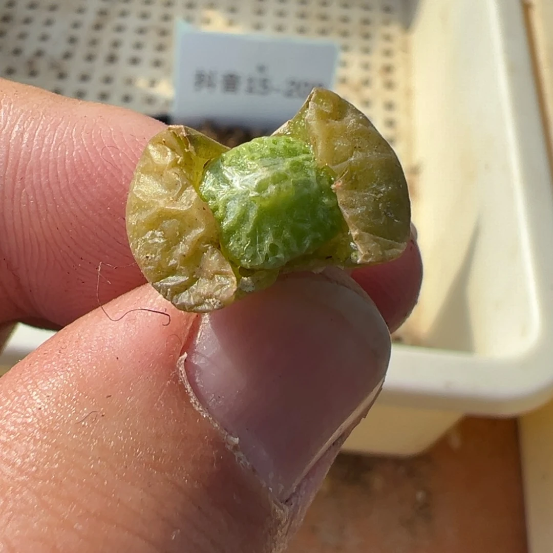 15-226量拍超级烧麦一颗