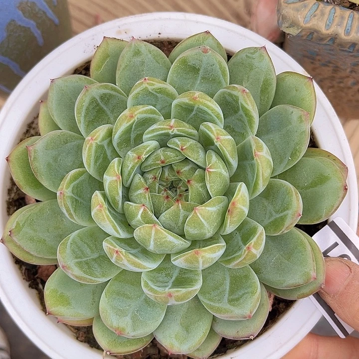 雪花珍妮09101多肉植物