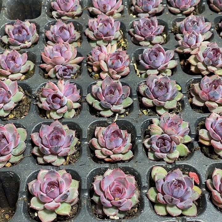 小蓝莓1元带土发货