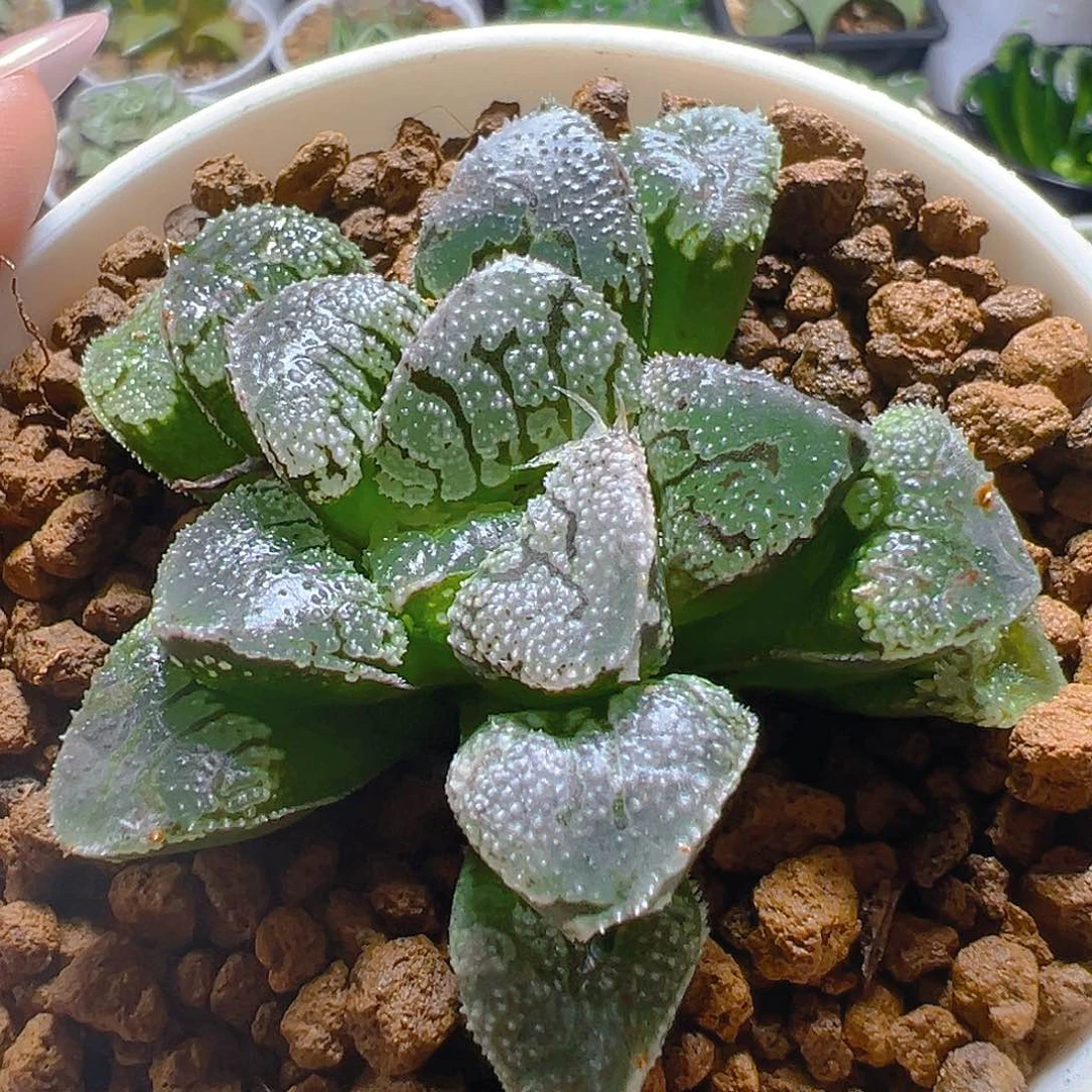 魔多寿多肉多肉多肉一颗