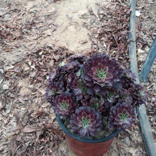 梦***乡黑铜法师多肉植物11