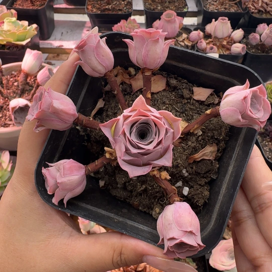 L420半城玫瑰不含盆土