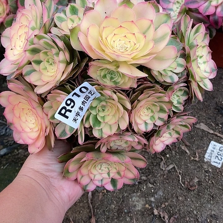 多肉植物荔枝910多肉