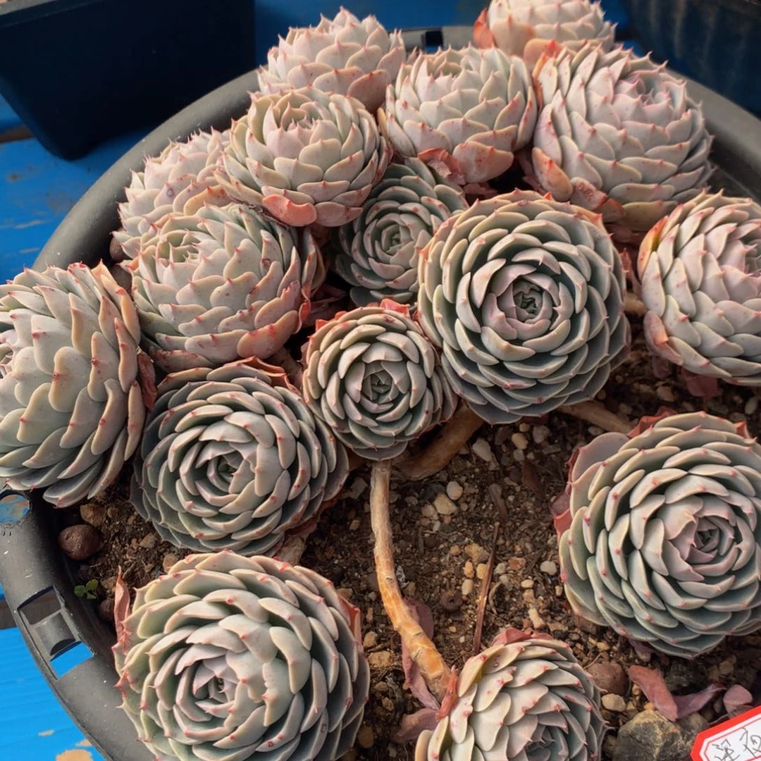 深***?天赐肉111111111